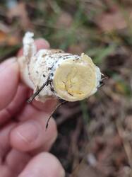 IMG_20251007_143832.thumb.jpg.640742cbc90d4fcee4691ffdf5a3a055.jpg