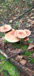 IMG_20251008_092041_296.thumb.jpg.8e24ae5049872abd7b8292515449673c.jpg