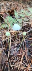 IMG_20251008_093207_931.thumb.jpg.00d5fc6c4b172295ac59c6809c174959.jpg