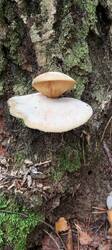 IMG_20251008_094808_986.thumb.jpg.4d74576c2b3325c1c0765cda8088f0a4.jpg