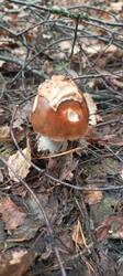 IMG_20251008_095501_559.thumb.jpg.4c52d4c46ae1351a0bf305641c329079.jpg