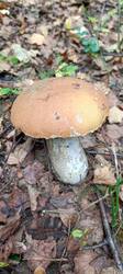 IMG_20251008_095703_433.thumb.jpg.43952029c91639893cf838973a4abaff.jpg