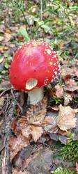 IMG_20251008_095817_433.thumb.jpg.8aef5225d5a29d245383573e2238d4dc.jpg