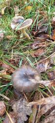 IMG_20251008_100927_365.thumb.jpg.b1e5151ffd51f84b4aa01ee37dd285b3.jpg