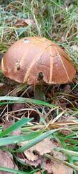 IMG_20251008_101347_641.thumb.jpg.5b538589c19e77b847a10fc8ce1a5813.jpg