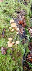 IMG_20251008_122216_963.thumb.jpg.aee81f40aa582684d6bbd686f50682c1.jpg