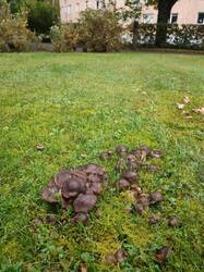IMG_20251008_150920.thumb.jpg.486ea49b10170a2340c1ed6dde770d8b.jpg