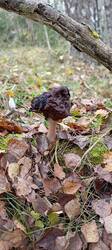 IMG_20251010_131244.thumb.jpg.a39dab0e0512720a83821014ecfae17a.jpg