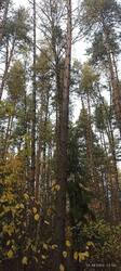IMG_20251011_110503.jpg