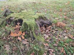 IMG_20251011_135832.thumb.jpg.30dbdf86cb102d4ff4de02d82e2faaed.jpg