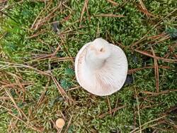 IMG_20251011_154736.thumb.jpg.bdec8c47b3ff5d679944b9a80228f7ca.jpg