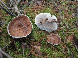 IMG_20251011_154956.thumb.jpg.f862e353b56d1f59f70fc6100e44c74c.jpg