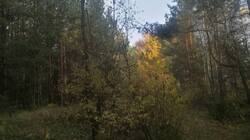 IMG_20251011_160726.jpg