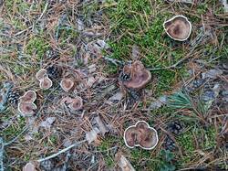 IMG_20251011_161134.thumb.jpg.ecbbedcf2ad21e9b68462ceb726f67e6.jpg