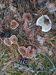 IMG_20251011_161155.thumb.jpg.a6141c86c0e2e6918d7668c9be7c11bd.jpg