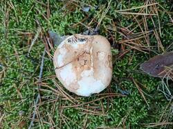 IMG_20251011_161604.thumb.jpg.2d93cf93a53e8c3e3e1af9c28f8beccd.jpg