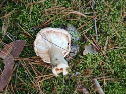IMG_20251011_161609.thumb.jpg.a644ed2243794ba834f0a71f6b75f84c.jpg