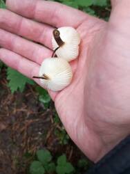 IMG_20251011_163735.jpg