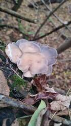 IMG_20251011_164542.jpg