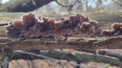 IMG_20251011_165020.jpg