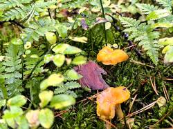 IMG_20251011_213856.jpg