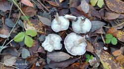 IMG_20251012_142007_528.jpg