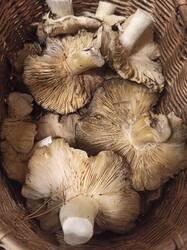 IMG_20251012_205118.thumb.jpg.64a10dcaaca8ca7b1a91f96e31478877.jpg