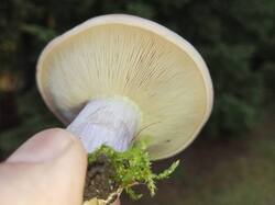 IMG_20251014_103321_100.thumb.jpg.b9e0c95efcdc5d6f872893aec9bc53c9.jpg