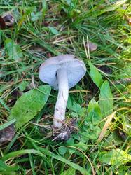 IMG_20251014_131128.thumb.jpg.153a2d8fd56c3ad9873eeeb476a5ecb8.jpg