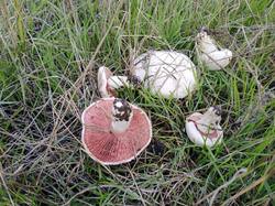 IMG_20251014_162909_880.thumb.jpg.c5aaa2b185908f58260d3e6b73e2d409.jpg