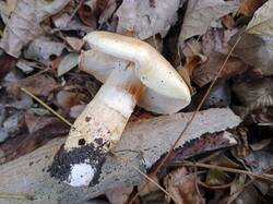 IMG_20251015_124403_428.thumb.jpg.52db4f800d6c5db17b4d1ef7b562122a.jpg