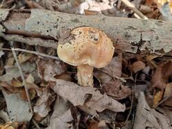 IMG_20251015_124617_376.thumb.jpg.a07217cb29bc6a93de5e531454fe6b6f.jpg