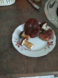 IMG_20251015_144419.jpg