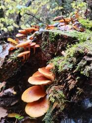 IMG_20251016_111623.thumb.jpg.e7b31ef4b99bcc4cd51cabeff46be2db.jpg
