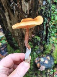 IMG_20251016_112410.thumb.jpg.df95f30b442e193dfa748effcc1a56db.jpg