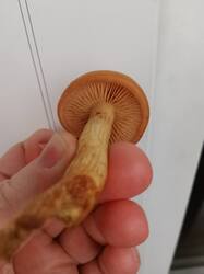 IMG_20251016_141350.thumb.jpg.8096abcc455bfdaee80744ddc84ec88f.jpg