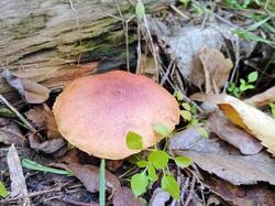 IMG_20251017_123512_139.thumb.jpg.f9be3496acd0efec6cd51e91ebb5bb8b.jpg