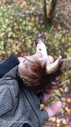 IMG_20251018_101542_585.jpg