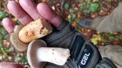 IMG_20251018_105149_698.jpg