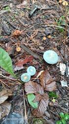 IMG_20251018_105615_500.jpg