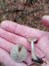IMG_20251018_115135.jpg