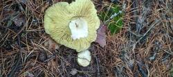 IMG_20251018_122044.thumb.jpg.544a6349648b26c5bbd14624b2a464d7.jpg