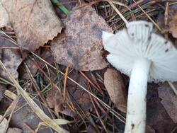 IMG_20251018_123611.jpg