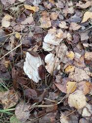 IMG_20251018_124541.jpg