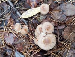 IMG_20251018_124743.jpg