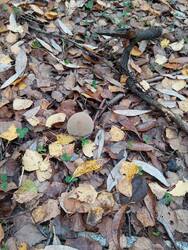 IMG_20251018_125146.jpg