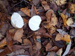 IMG_20251018_125209.jpg