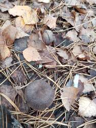 IMG_20251018_125545.jpg