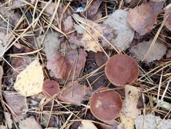 IMG_20251018_125722.jpg