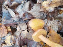IMG_20251018_130659.jpg